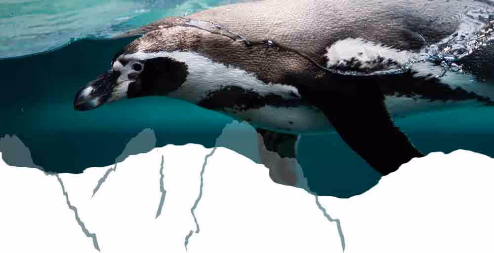 iceberg shape divider