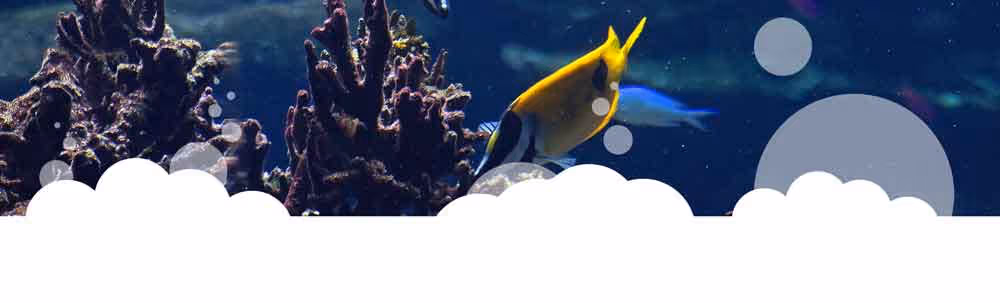 bubbles page shape divider