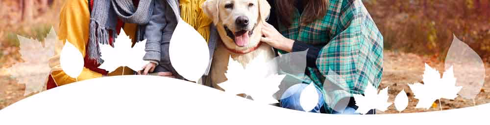 fall leaves page divider